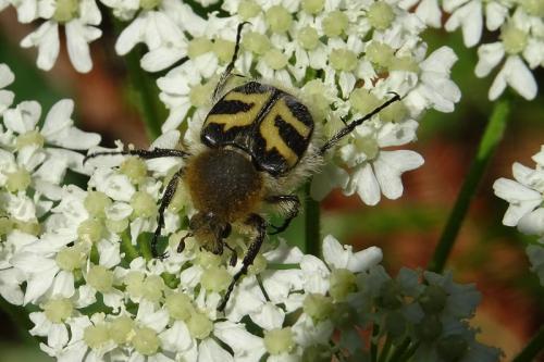 Réf. 216 950 : Trichius fasciatus